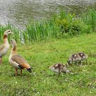 Nilgans-Familie am Kreuzbergsee