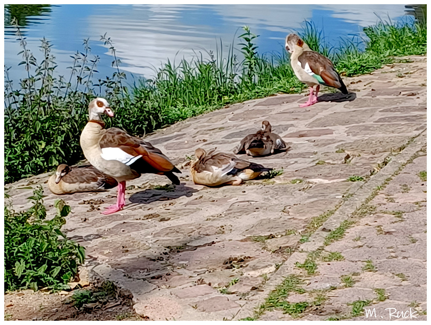 Nilgans  Familie am Mainufer 