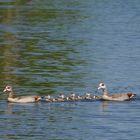 Nilgans-Familie