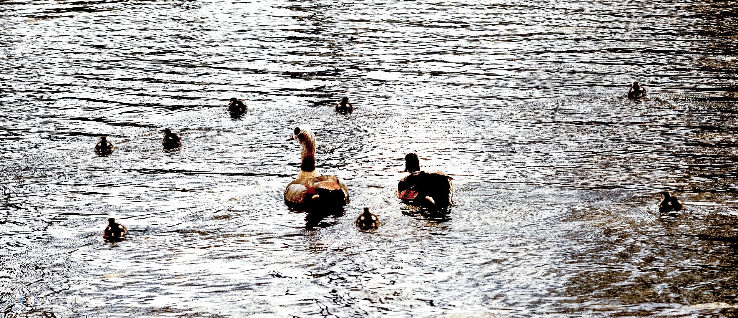 Nilgans Familie im See