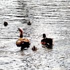 Nilgans Familie im See