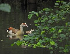 Nilgans – Familie im Waldteich 01