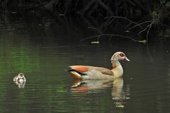 Nilgans – Familie im Waldteich 02