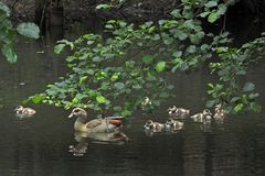 Nilgans – Familie im Waldteich 03