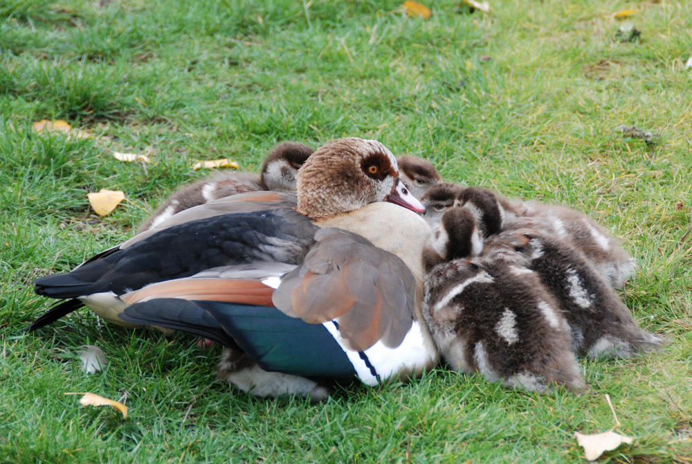 Nilgans-Familie in Frankfurt am Main (3)