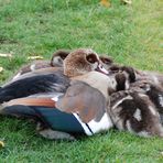 Nilgans-Familie in Frankfurt am Main (3)