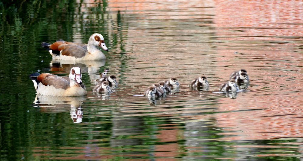 Nilgans Familienausflug