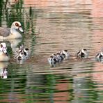 Nilgans Familienausflug