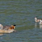 Nilgans-Familienidylle