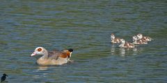 Nilgans-Familienidylle