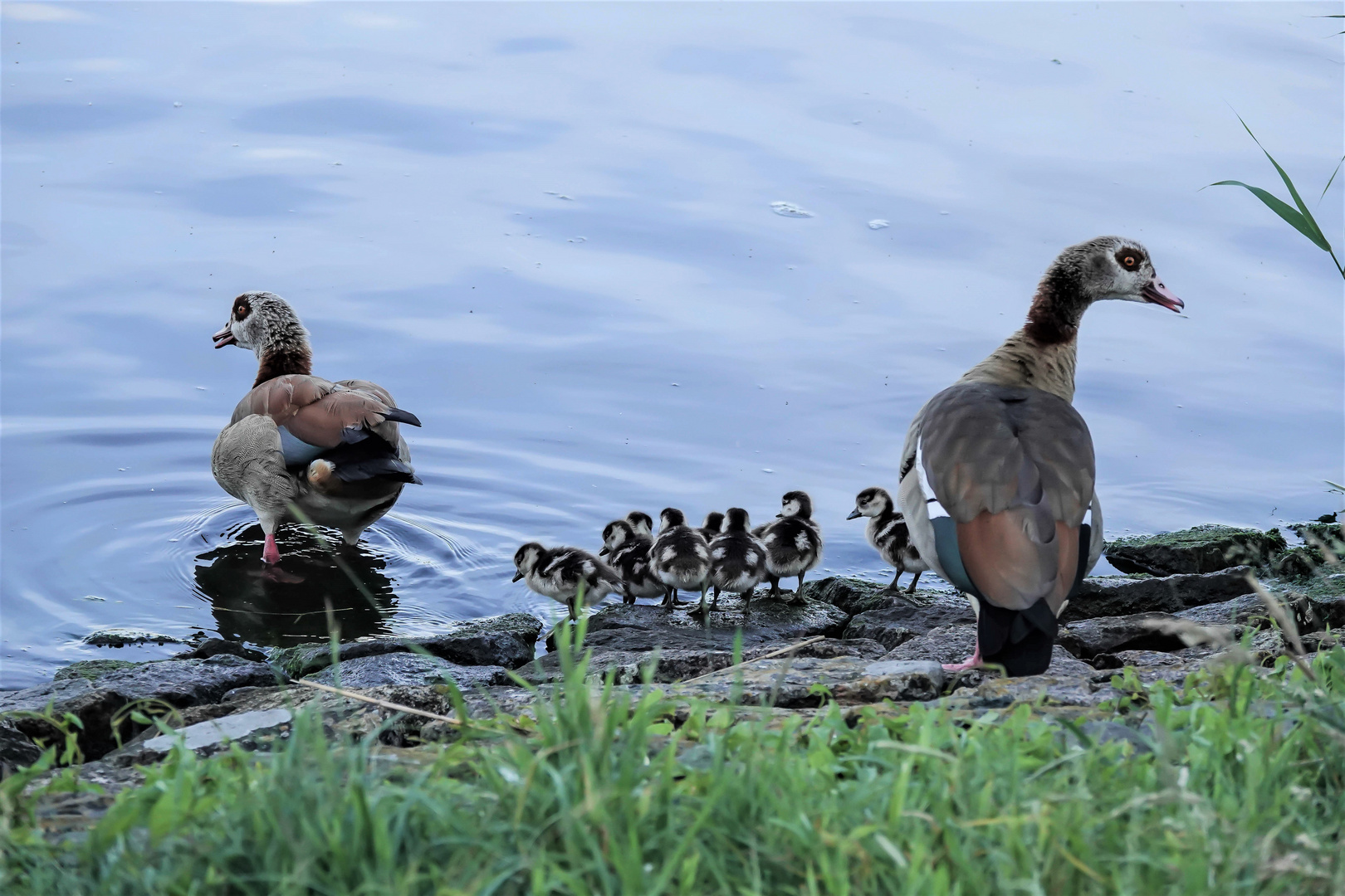 Nilgans family