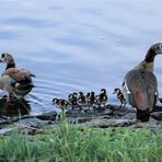 Nilgans family