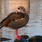 Nilgans