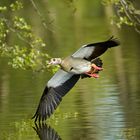 Nilgans