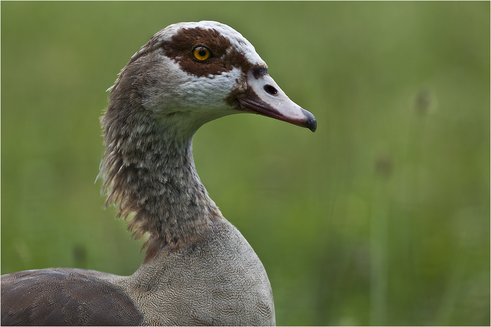 NILGANS