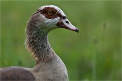 NILGANS