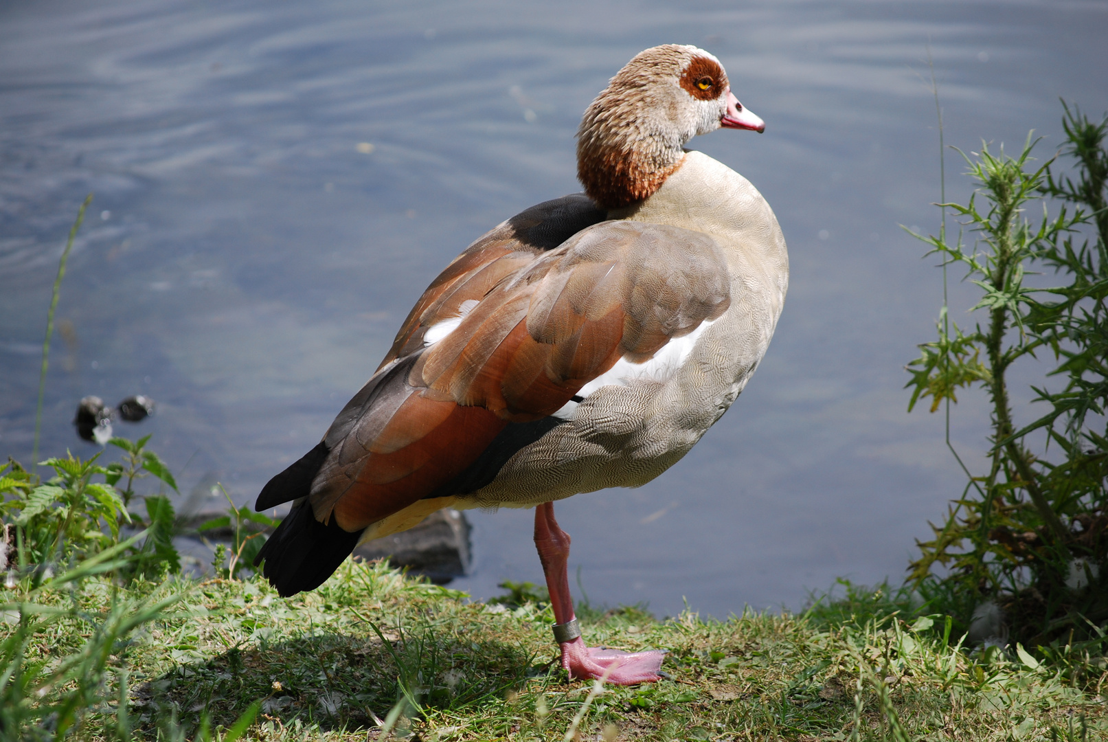 Nilgans