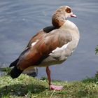 Nilgans