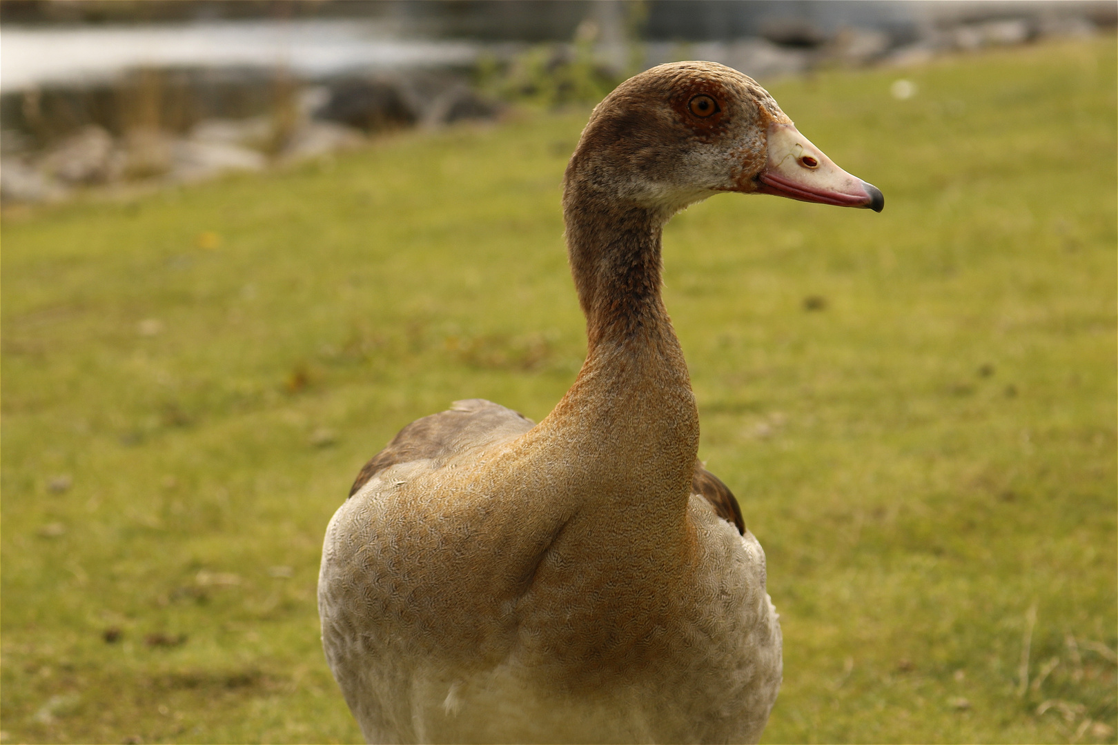 Nilgans