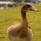 Nilgans