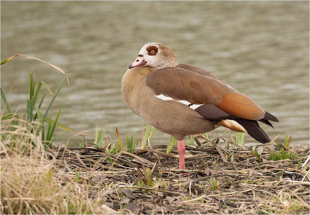 Nilgans