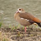 Nilgans