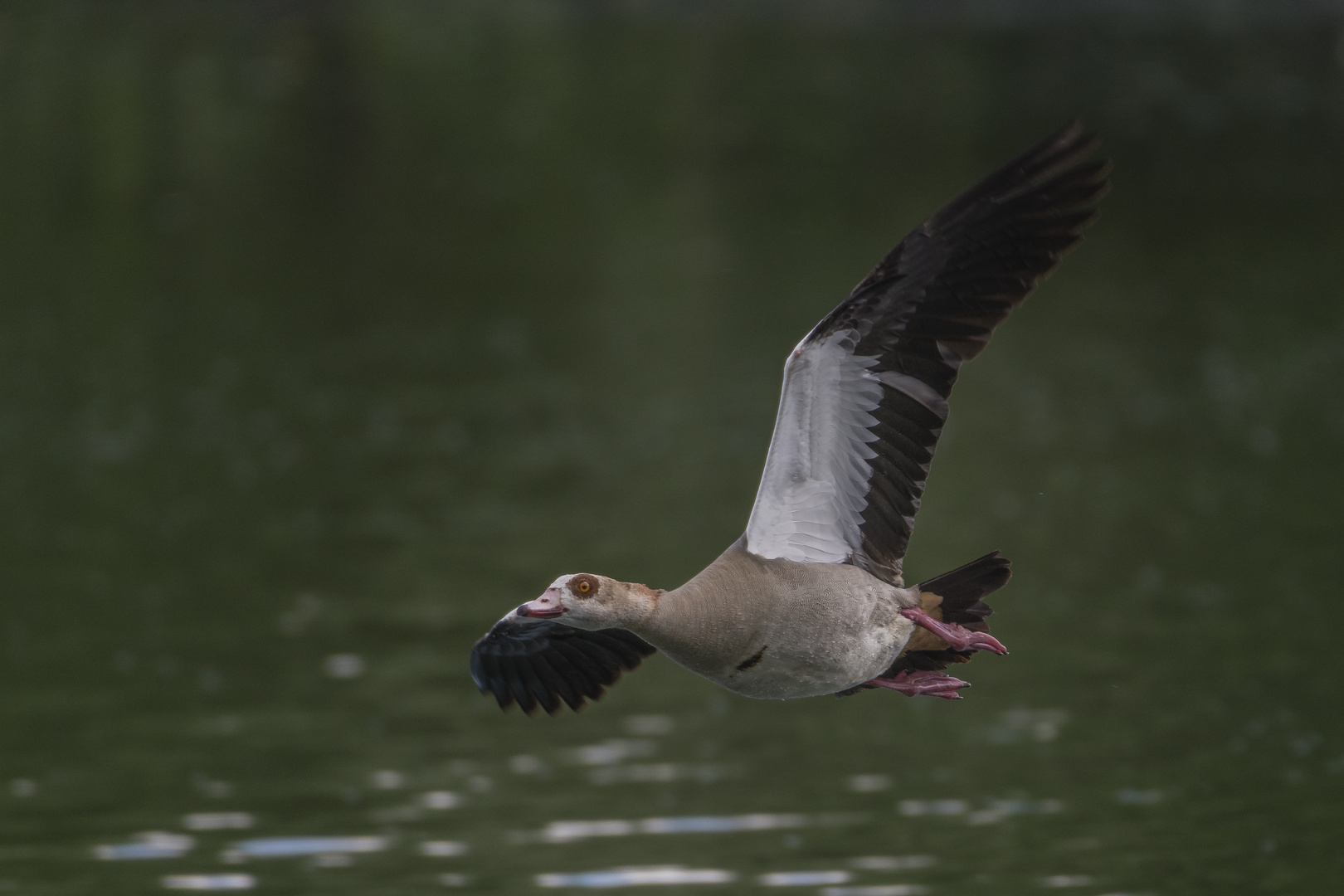 Nilgans