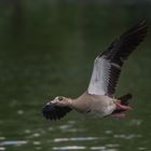 Nilgans