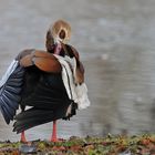 Nilgans – Federpflege 01