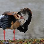 Nilgans – Federpflege 02