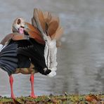 Nilgans – Federpflege 03