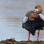 Nilgans – Federpflege 04