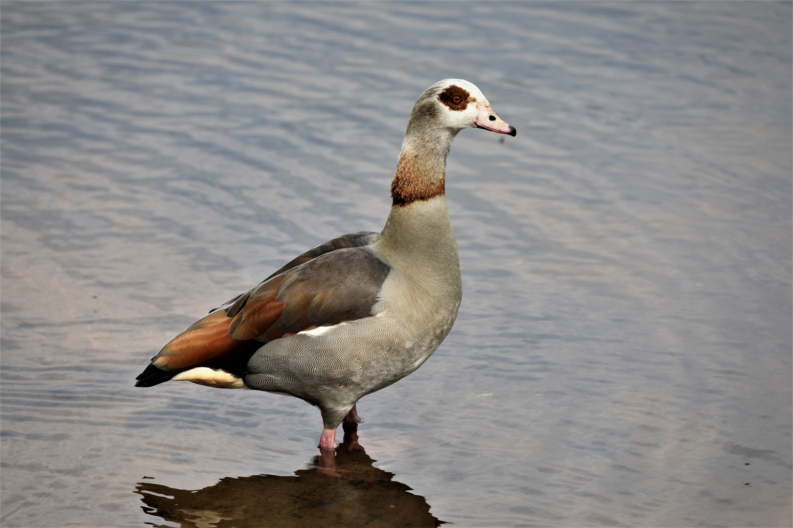 Nilgans