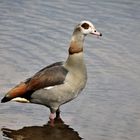 Nilgans