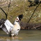 Nilgans...