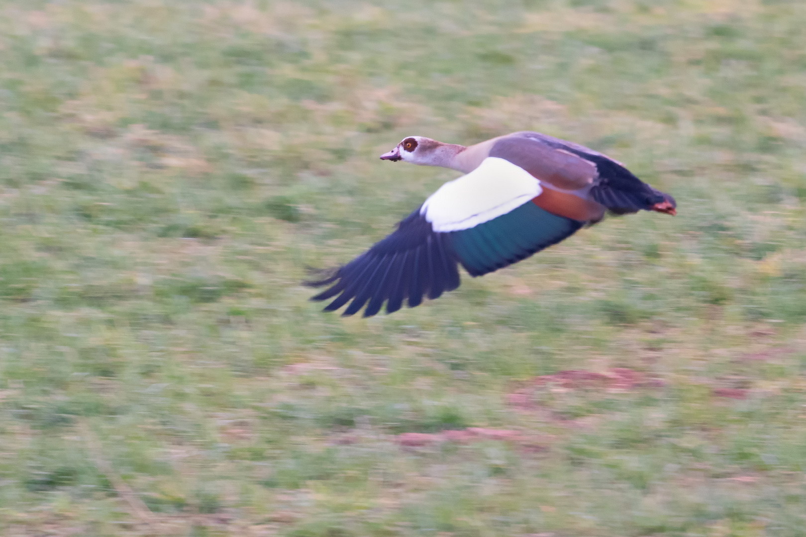 Nilgans Flug