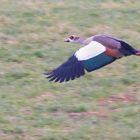 Nilgans Flug