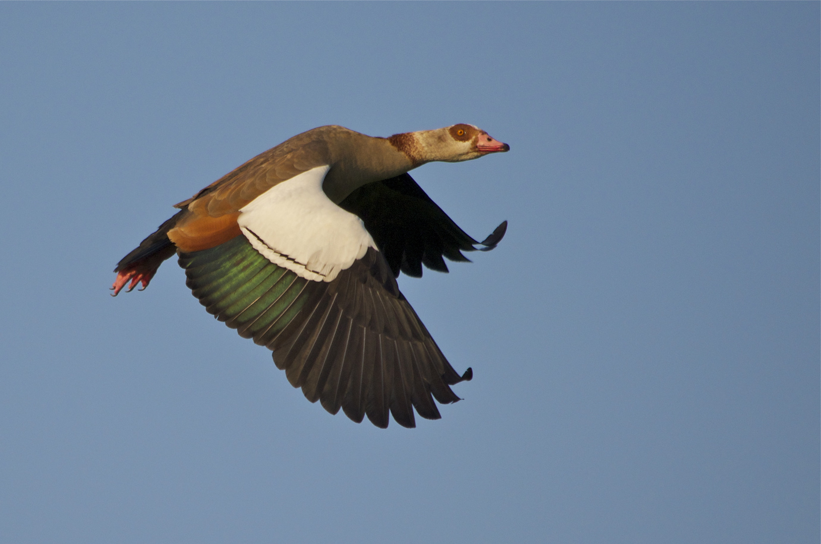 Nilgans Flugimpression