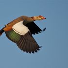 Nilgans Flugimpression