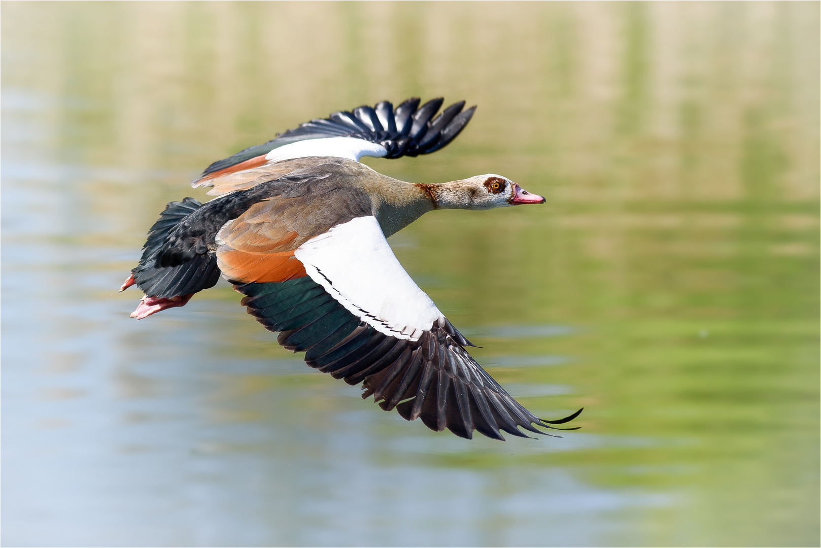 Nilgans - Flugstudie