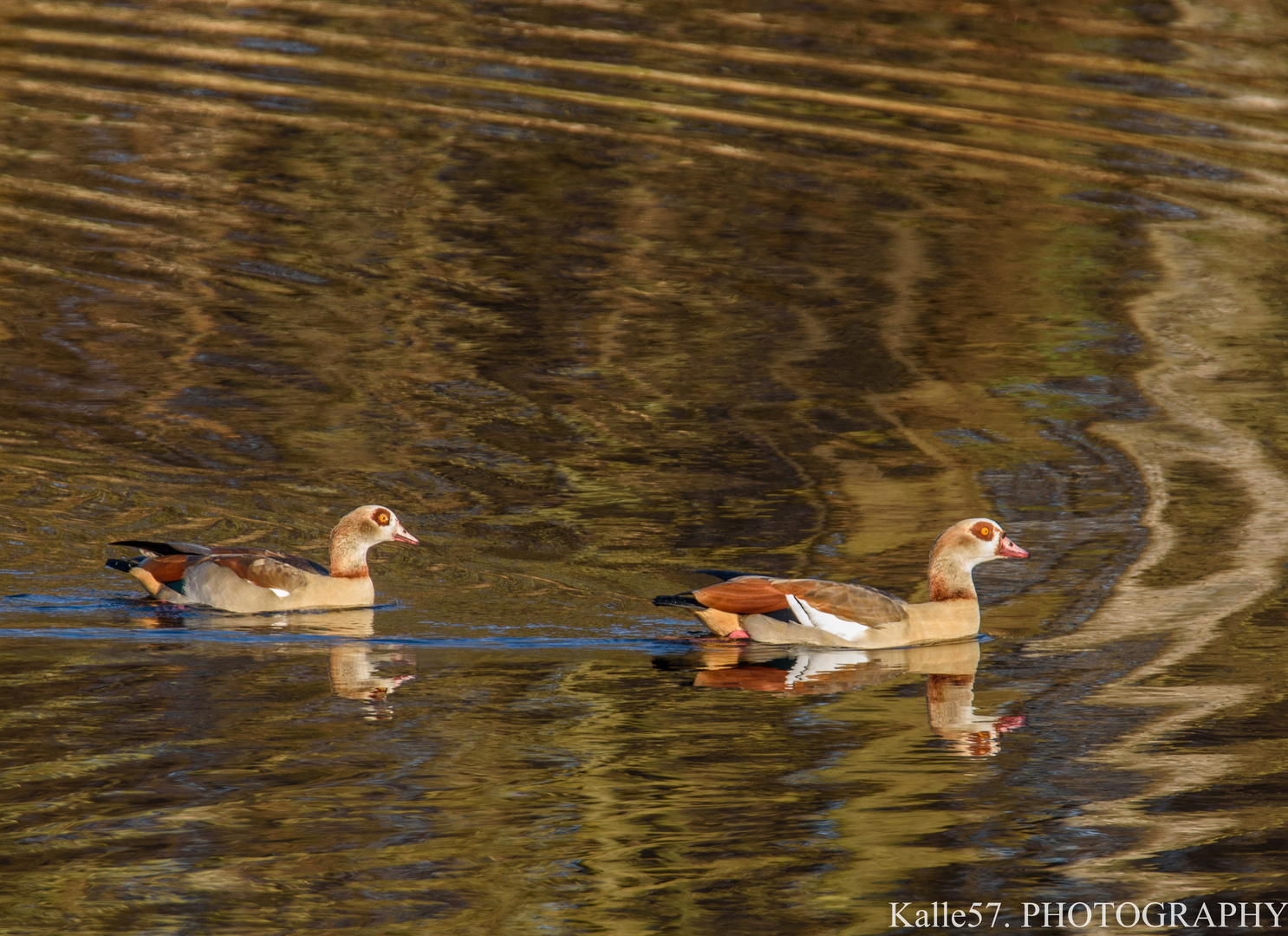 Nilgans Frieden