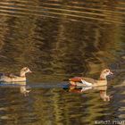 Nilgans Frieden