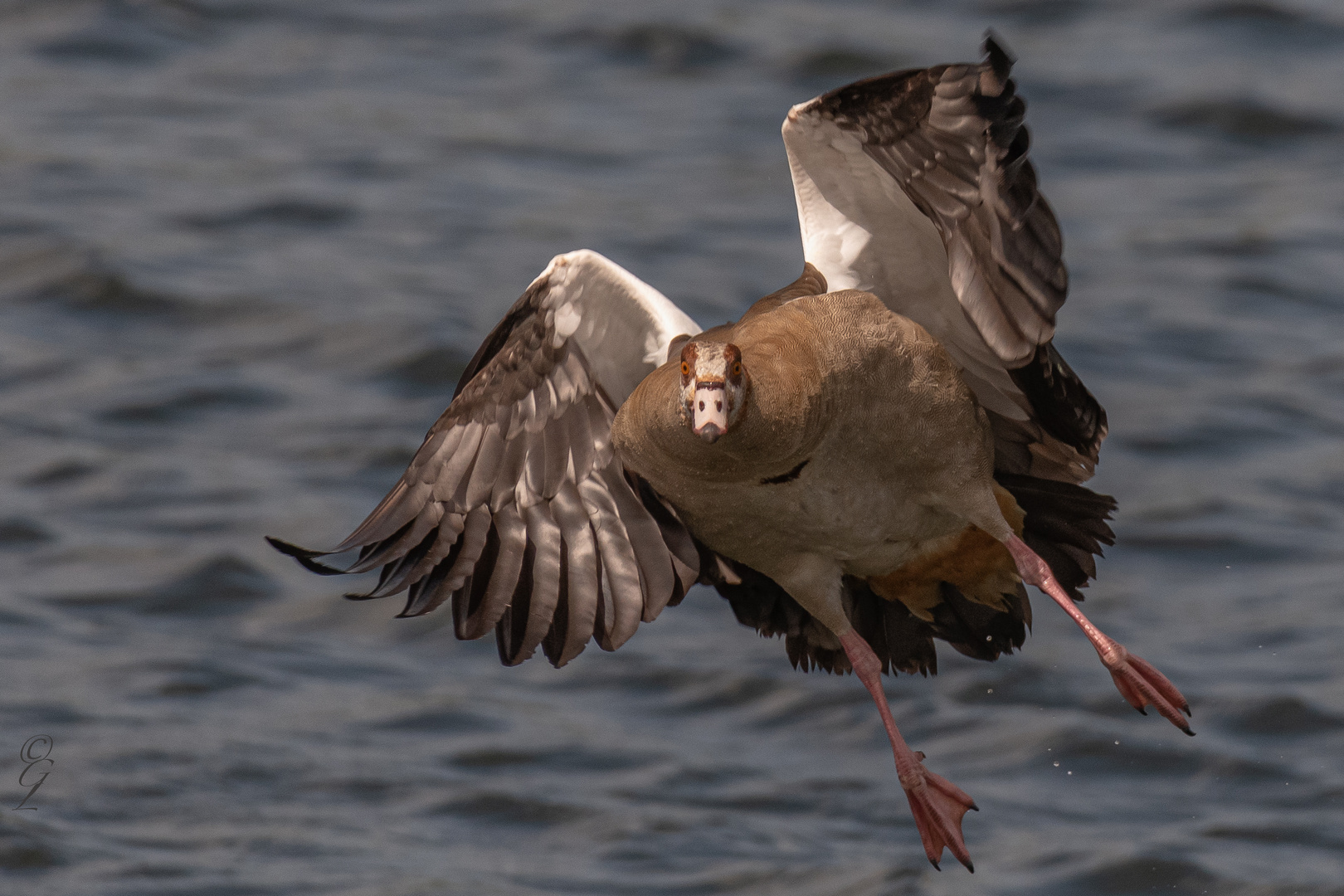 Nilgans frontal