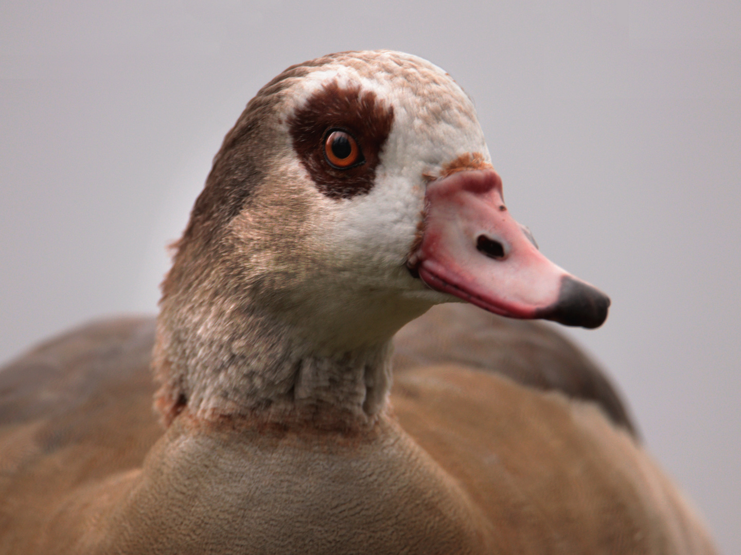 Nilgans frontal