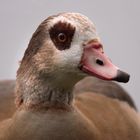 Nilgans frontal