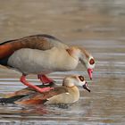 Nilgans – Frühling 02