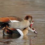 Nilgans – Frühling