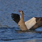 Nilgans – Früüüüühling