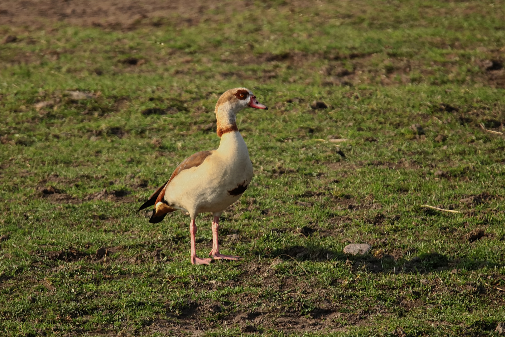 Nilgans Ganter