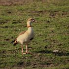 Nilgans Ganter